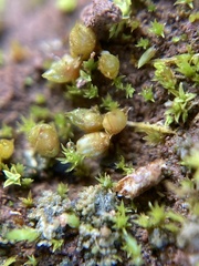 Acaulon