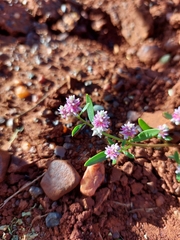 Ptilotus gomphrenoides