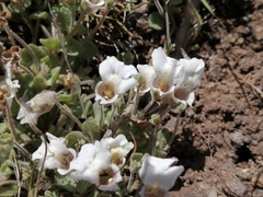 Diclis petiolaris