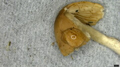 Psathyrella