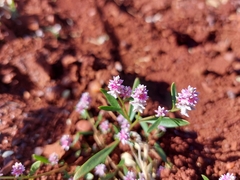 Ptilotus gomphrenoides