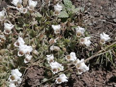 Diclis petiolaris