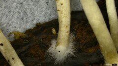 Psathyrella