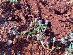 Ptilotus gomphrenoides