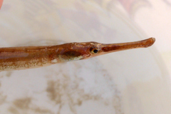 Syngnathus taenionotus