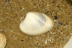 Ruditapes decussatus