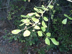 Fraxinus dipetala