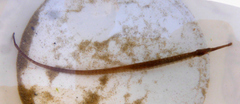 Syngnathus taenionotus