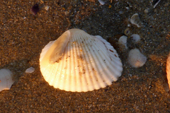 Anadara inaequivalvis