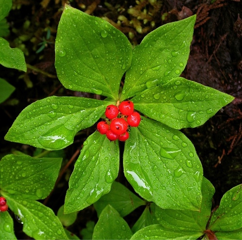 Western Bunchberry