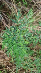 Notobubon gummiferum
