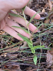 Pterostylis vittata