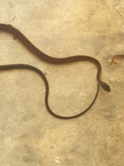 Xenochrophis maculatus