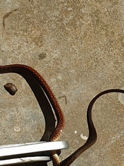 Xenochrophis maculatus