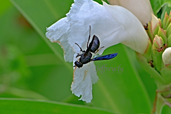 Orancistrocerus aterrimus erythropus