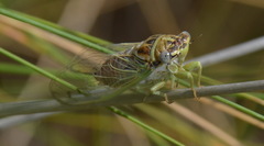 Diceroprocta delicata
