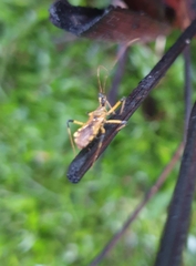 Cosmolestes picticeps