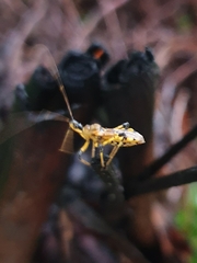 Cosmolestes picticeps