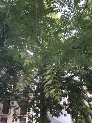 Ailanthus altissima