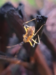 Cosmolestes picticeps