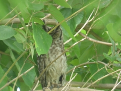 Bubo cinerascens