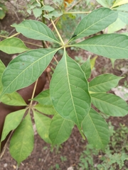 Magnoliopsida