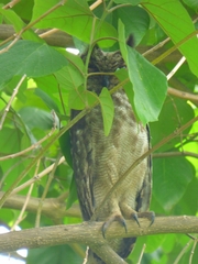 Bubo cinerascens