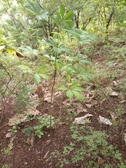 Magnoliopsida