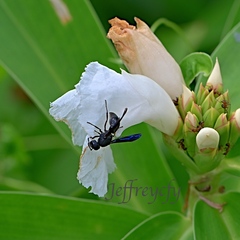 Orancistrocerus aterrimus erythropus