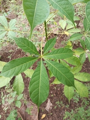 Magnoliopsida