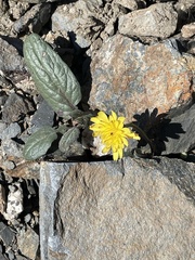 Crepis pygmaea