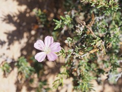 Frankenia pauciflora