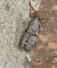 Cadra reniformis