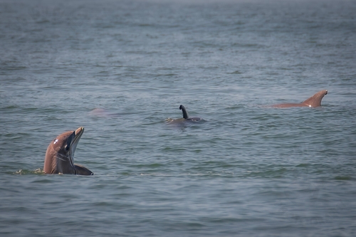 Tamanend's Bottlenose Dolphin photographed in New Jersey
