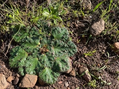 Arctopus echinatus