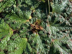 Arctopus echinatus