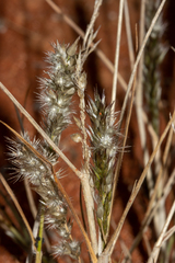 Enneapogon polyphyllus