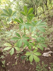 Magnoliopsida