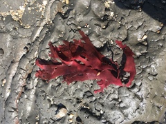 Callophyllis flabellulata