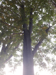 Ailanthus altissima