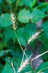 Elymus macgregorii