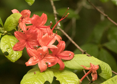 Rhododendron prunifolium