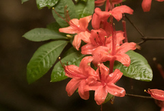 Rhododendron prunifolium