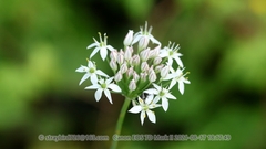 Allium ramosum