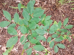 Magnoliopsida