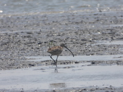 Numenius madagascariensis