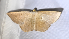 Plesiomorpha