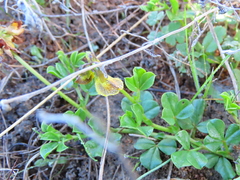 Lotononis prostrata