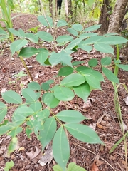 Magnoliopsida