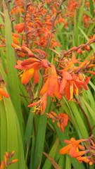 Hesperantha coccinea